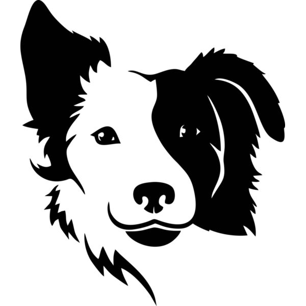 Hund australian shepherd Miniaturansicht